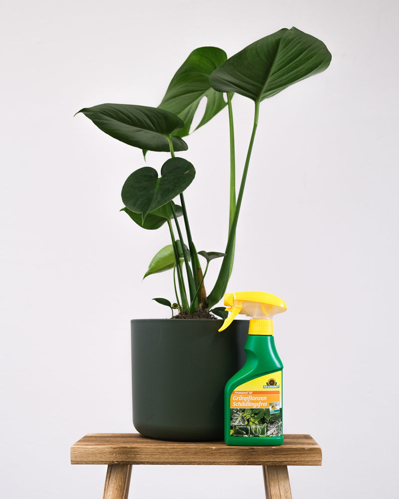 Schädlingsspray vor einer Monstera auf einem Holzhocker