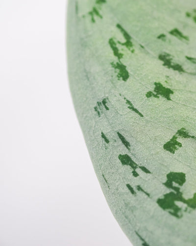 Nahaufnahme von einem Blatt der Silbrige Efeutute mit grünen Flecken