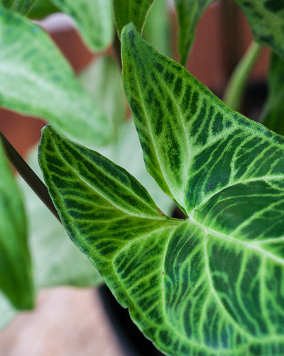 Detailaufnahme Syngonium 'Batik' Blatt