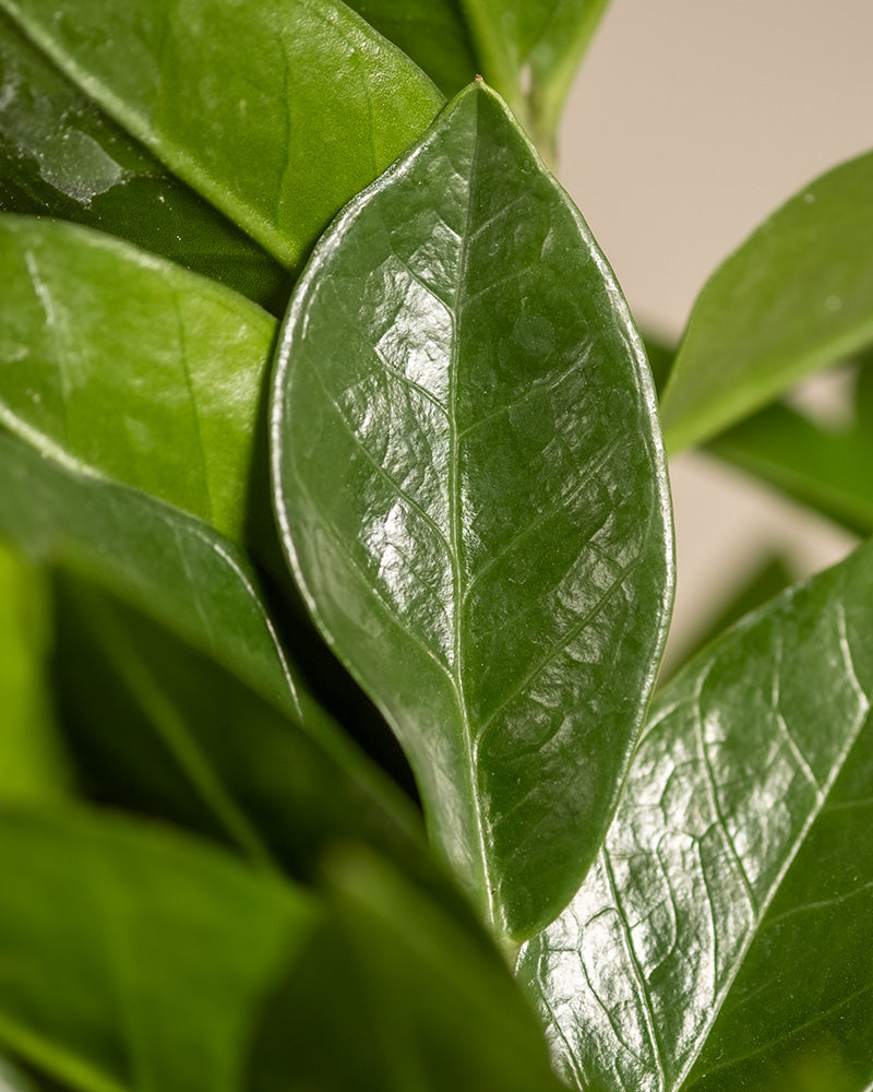 Eine Nahaufnahme der üppig grünen Blätter des Trios für den farblosen Daumen, die ihre glänzende Oberfläche und die komplexen Blattadern hervorheben. Das überlappende Laub bietet einen strukturierten, vielschichtigen Look vor einem sanft verschwommenen Hintergrund.