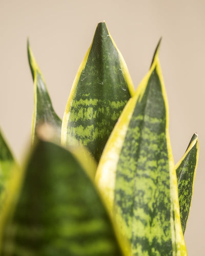 Nahaufnahme eines Trios für den farblosen Daumen mit dunkelgrünen, gelb umrandeten Blättern, die anmutig vor einem sanften beigen Hintergrund stehen.
