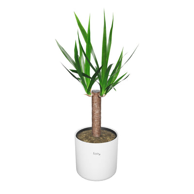 Kleine Yucca